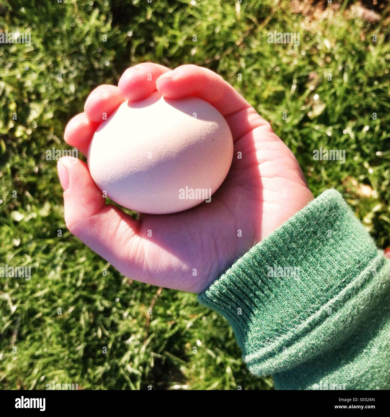 Collecting chicken eggs. A boys hand holding a white egg - Smartphone Captured Stock Image