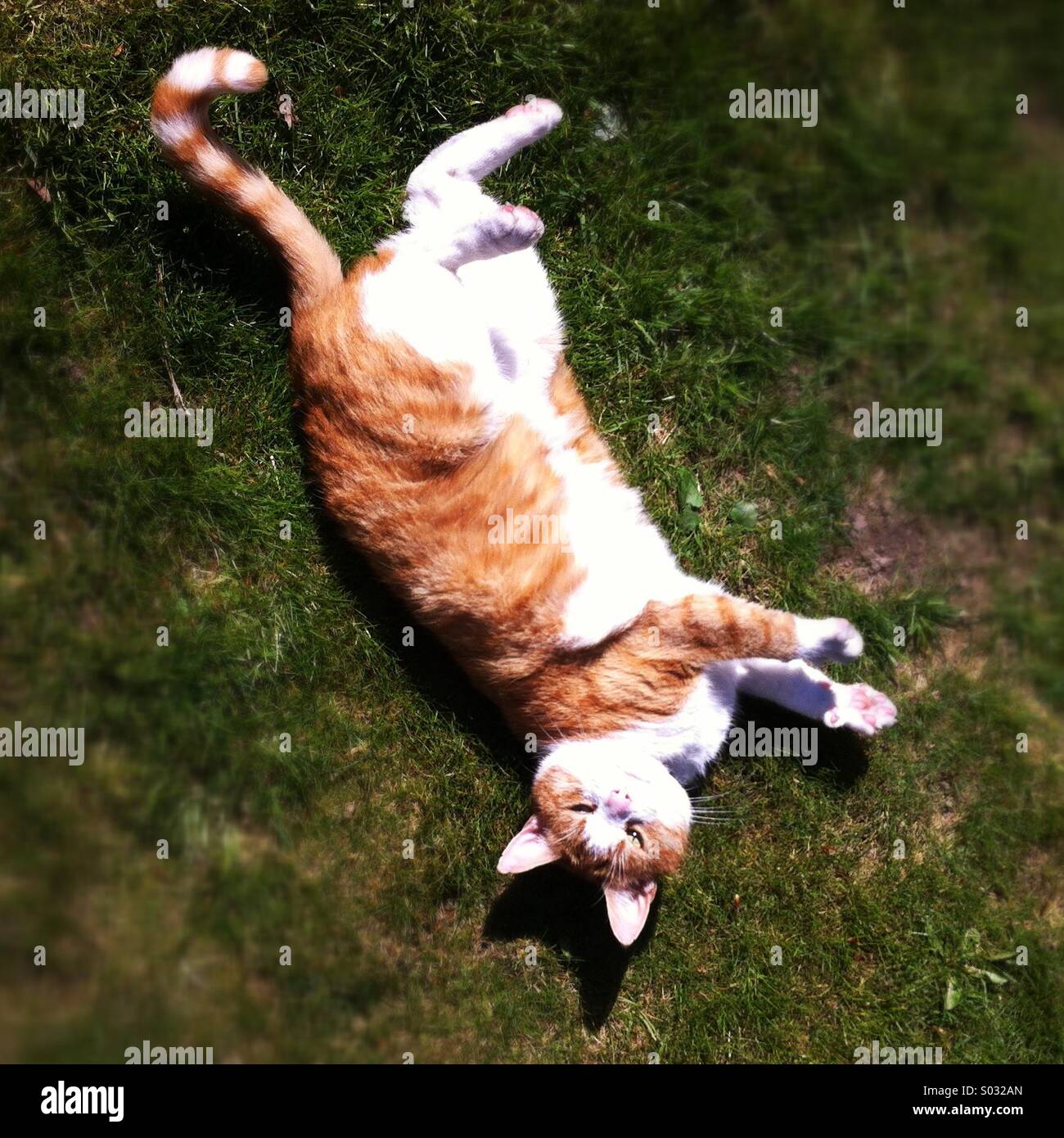 Ginger cat rolling in the grass Stock Photo Alamy