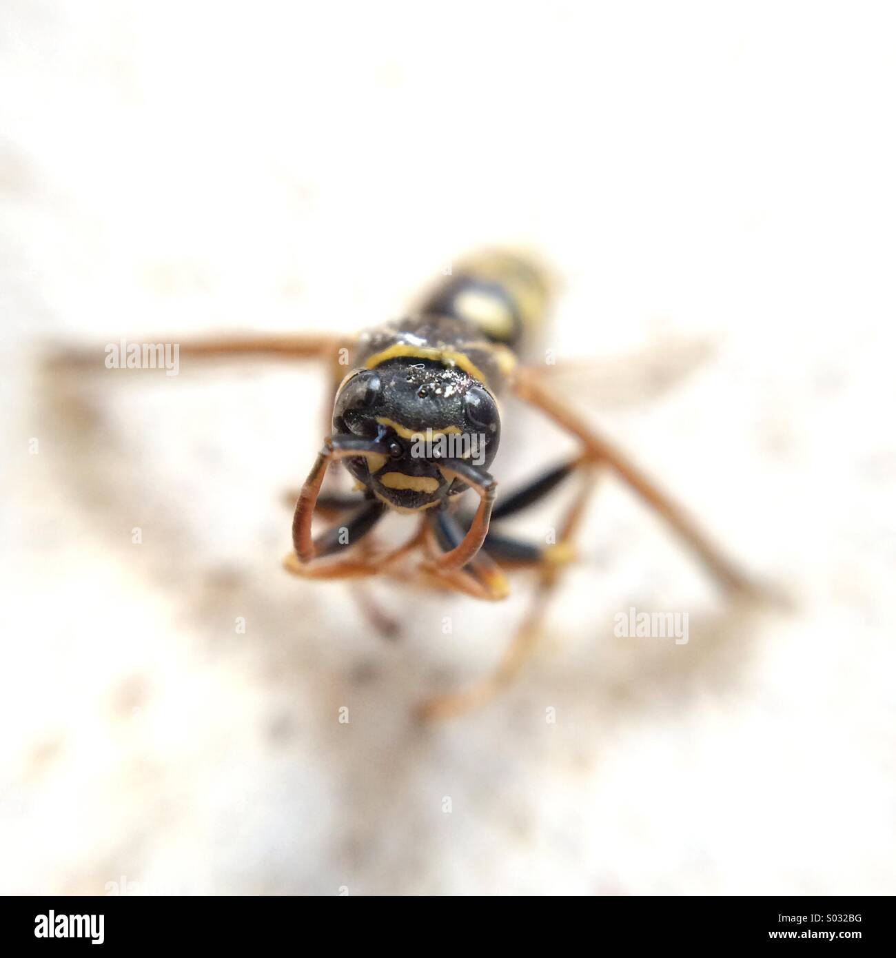 Macro of a dead wasp. - Smartphone Captured Stock Image