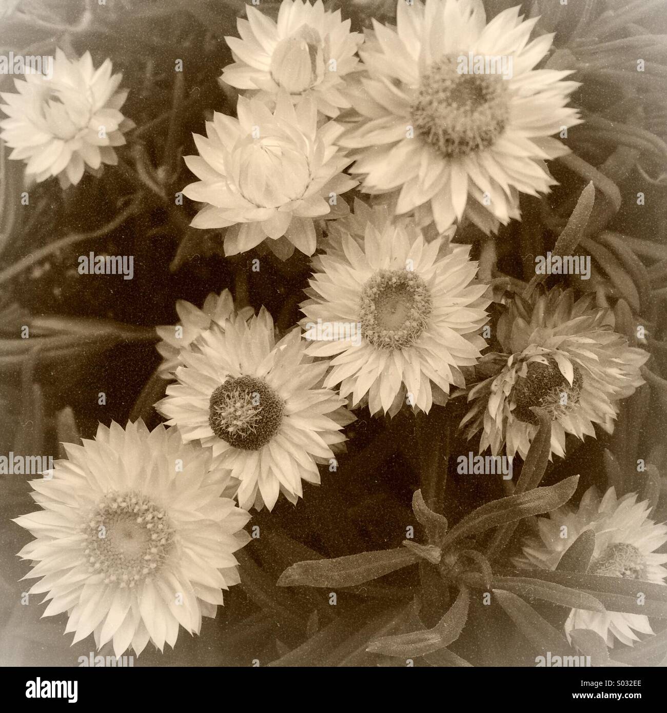 Everlasting daisies or strawflowers Stock Photo