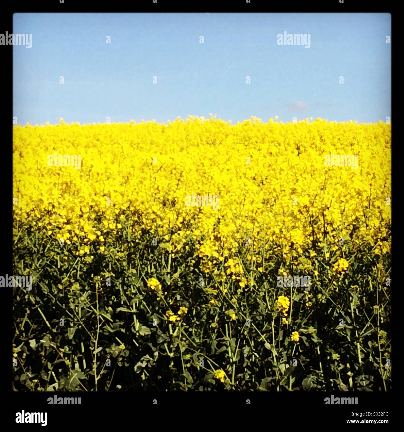 Yellow field farming spring - Smartphone Captured Stock Image
