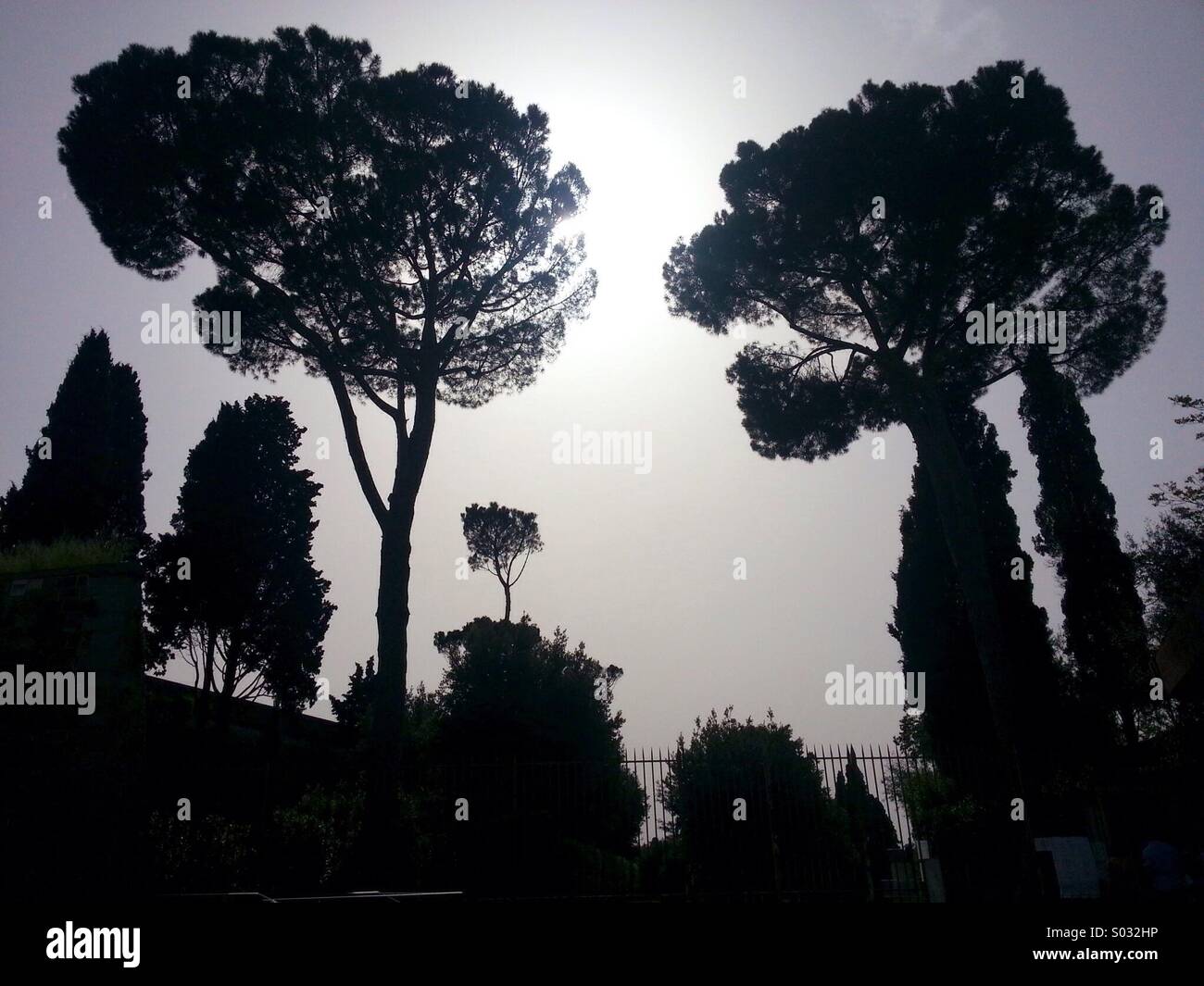 Arbres - florence - Italie Stock Photo