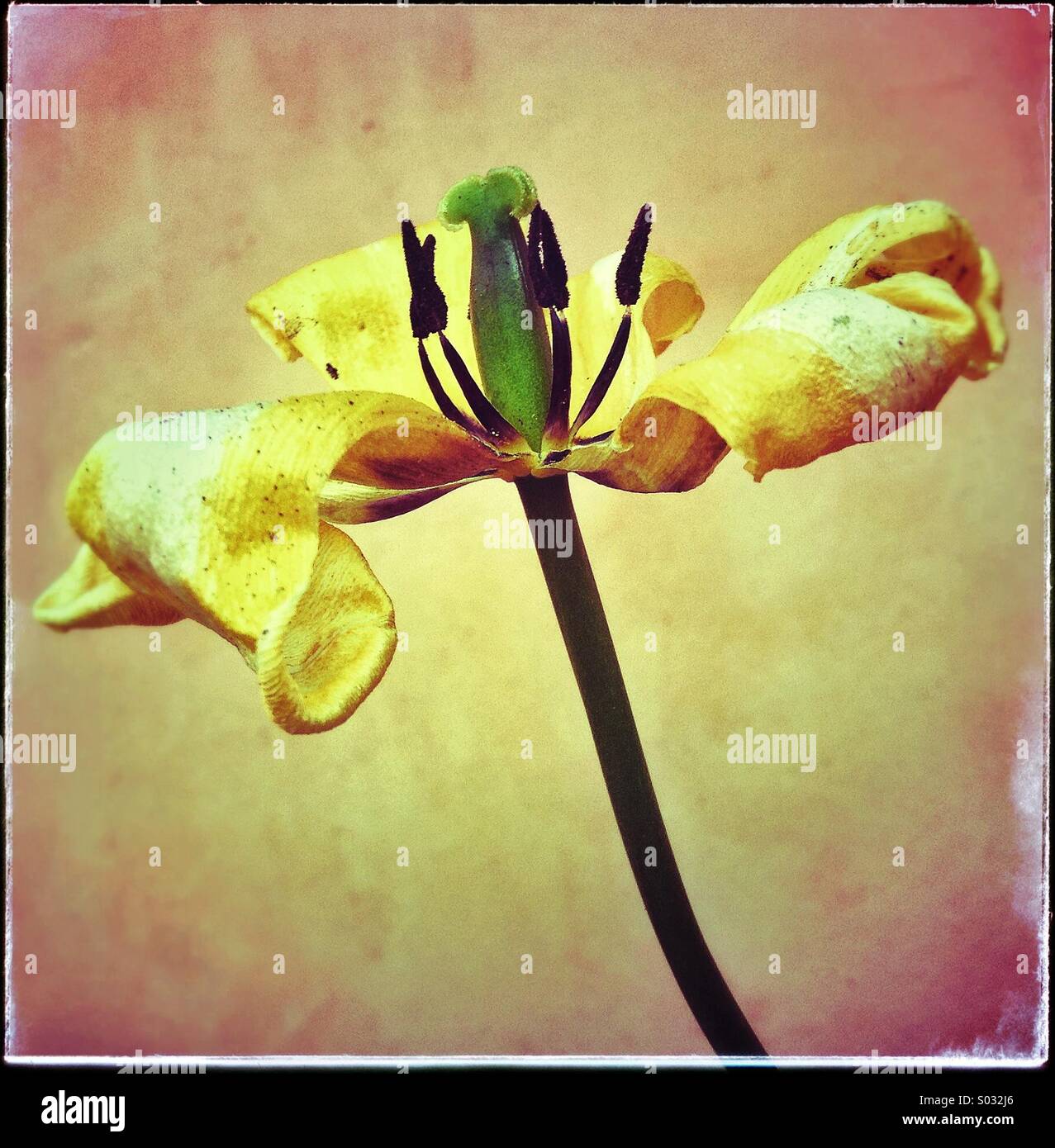 Withered tulip flower Stock Photo