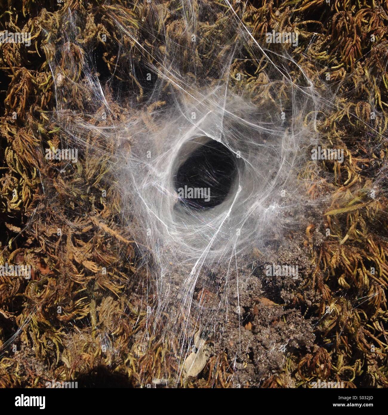 Web covers a spider's house in Villaluenga del Rosario, Sierra de Grazalema Natural Park, Cadiz province, Andalusia, Spain - Smartphone Captured Stock Image