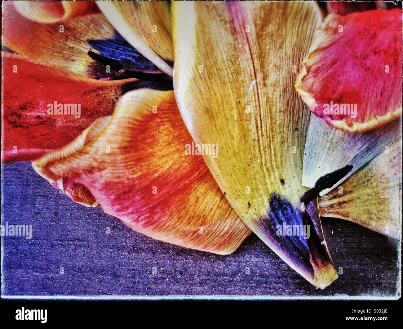 Colourful tulip petals on the floor Stock Photo Alamy