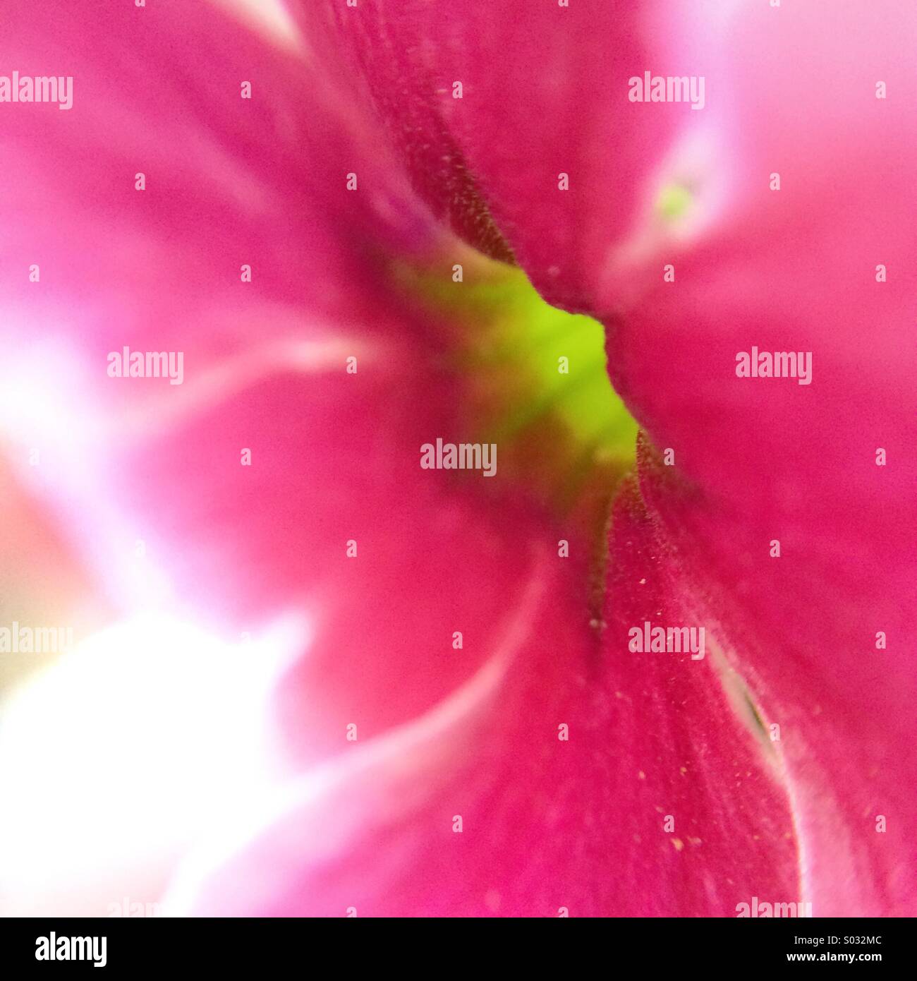 Macro of a pink flower Stock Photo - Alamy