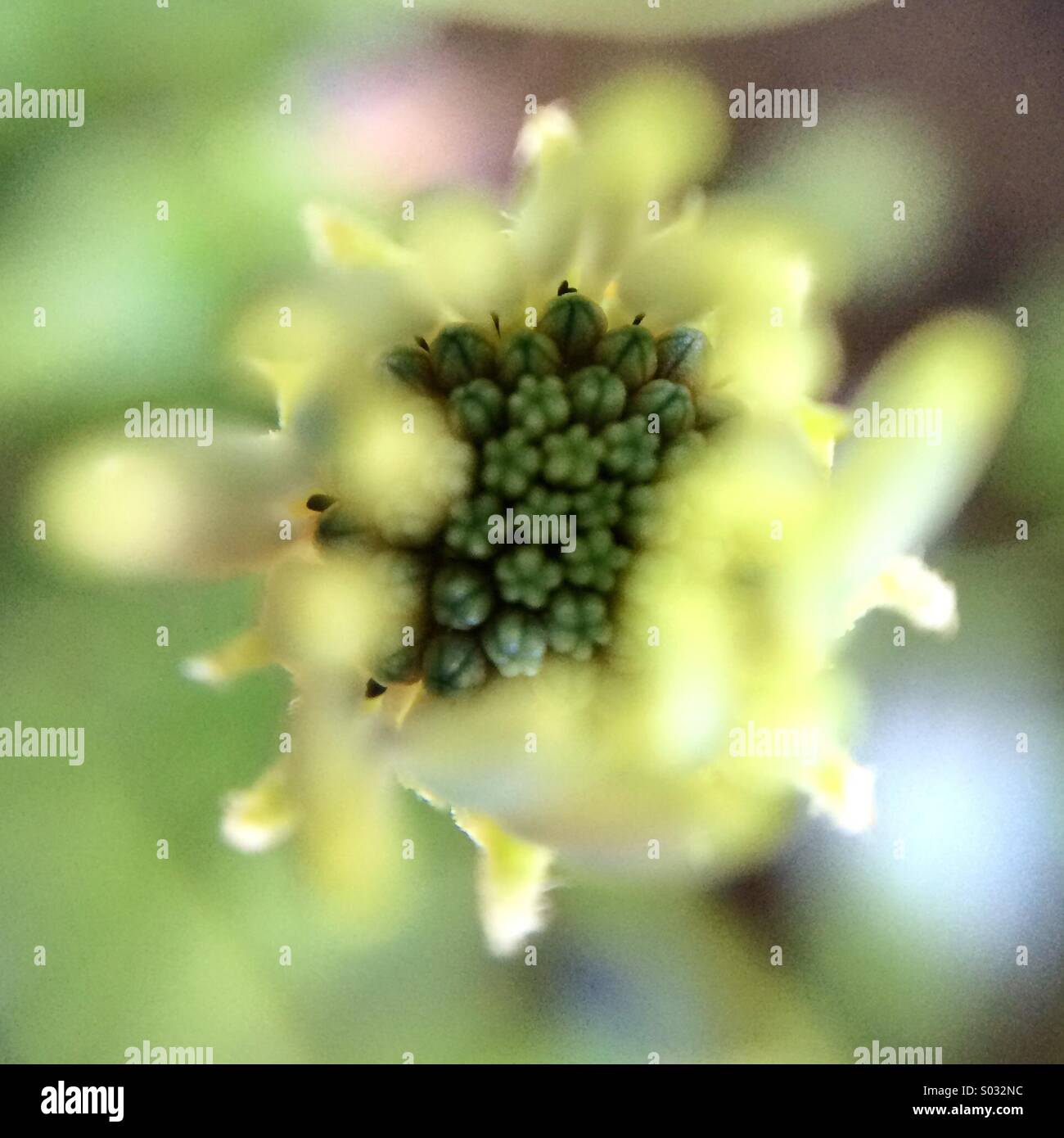 Macro of a blue center Osteospermum flower still closed. - Smartphone Captured Stock Image