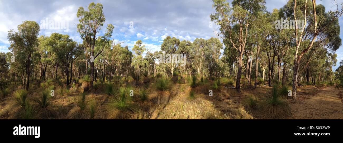 Australian bushland hires stock photography and images Alamy