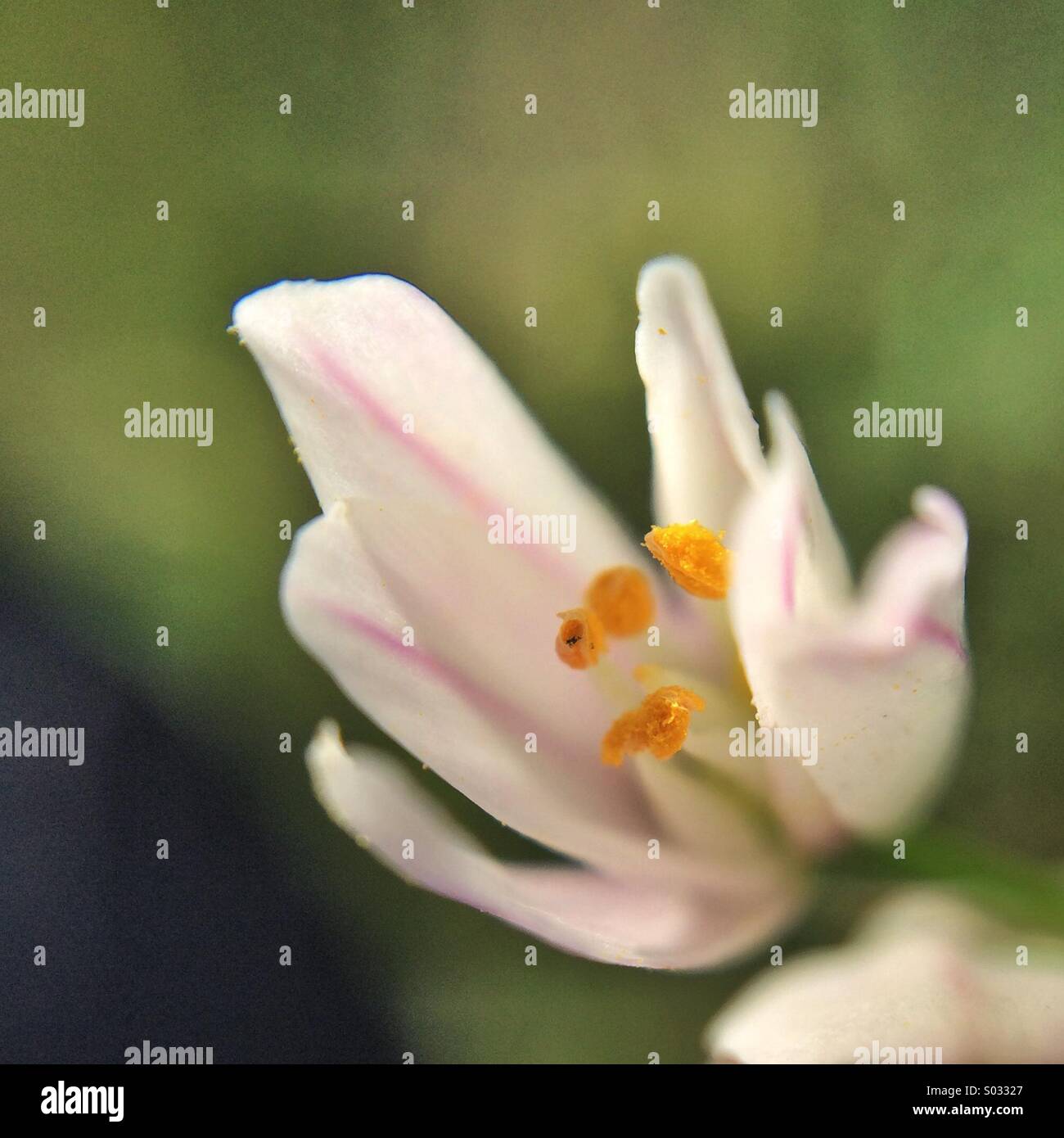 Macro of a white flower with a pink line. - Smartphone Captured Stock Image