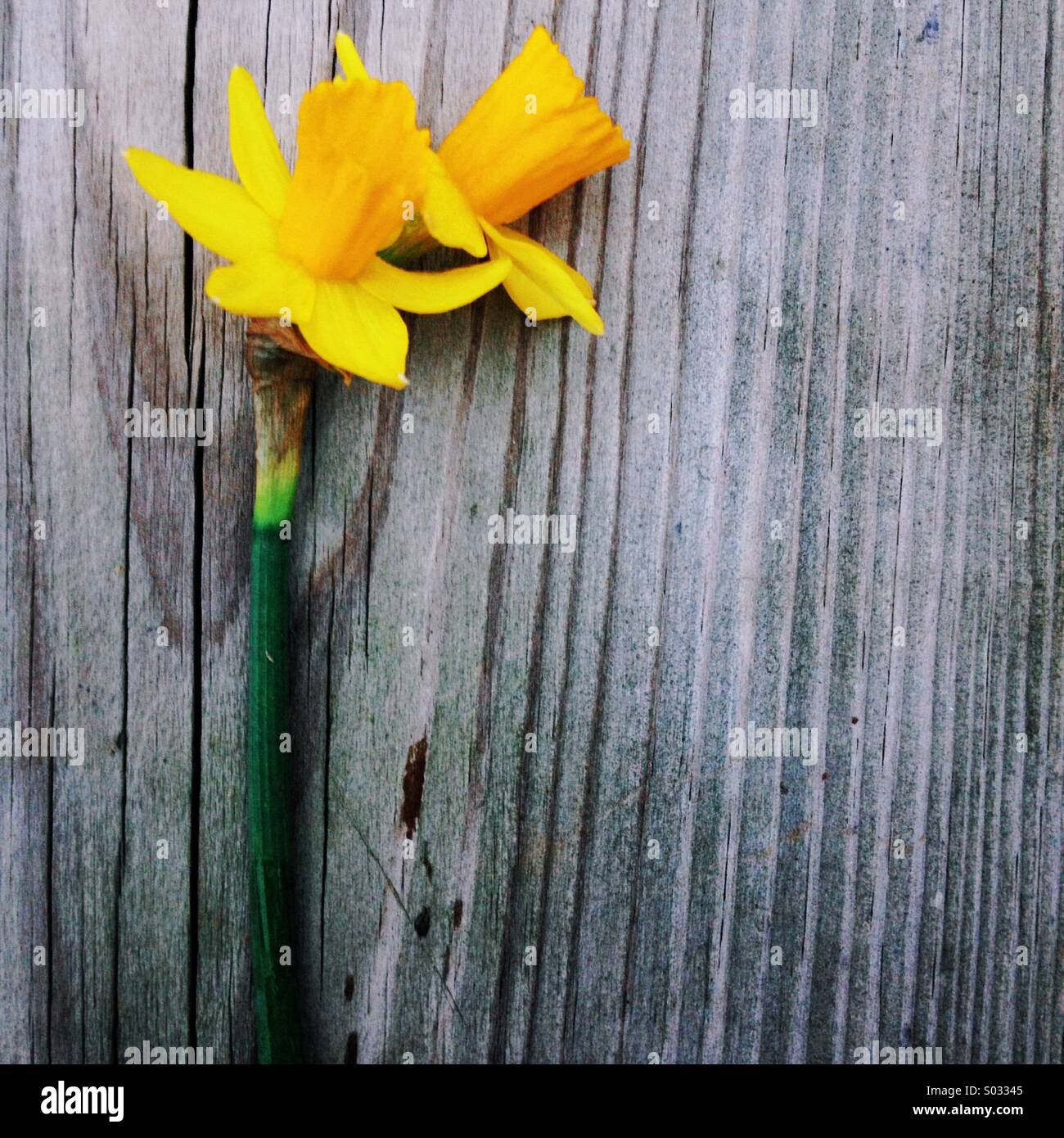 A close up of a double headed daffodil laying on a wooden background