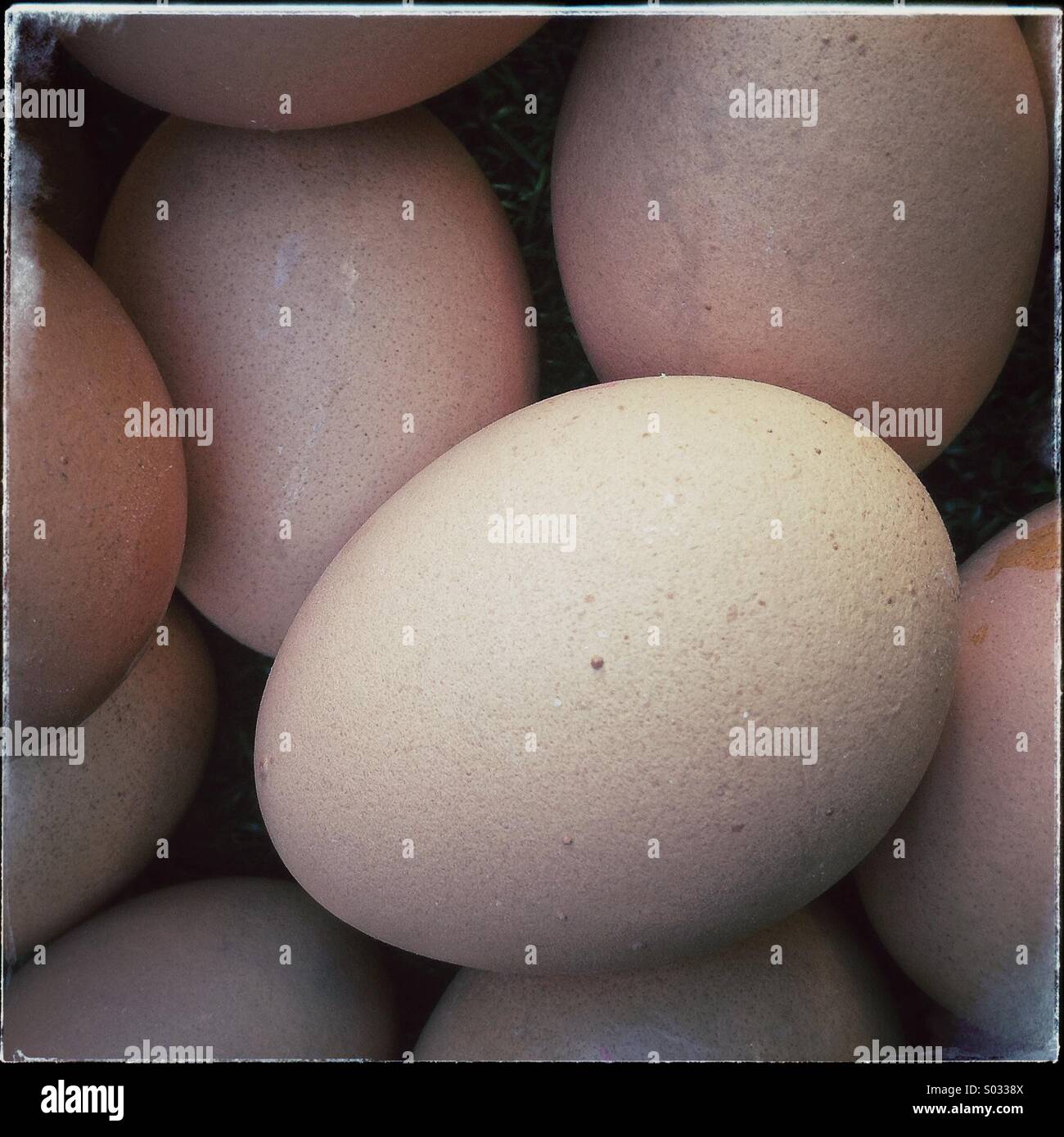 Eggs - Smartphone Captured Stock Image