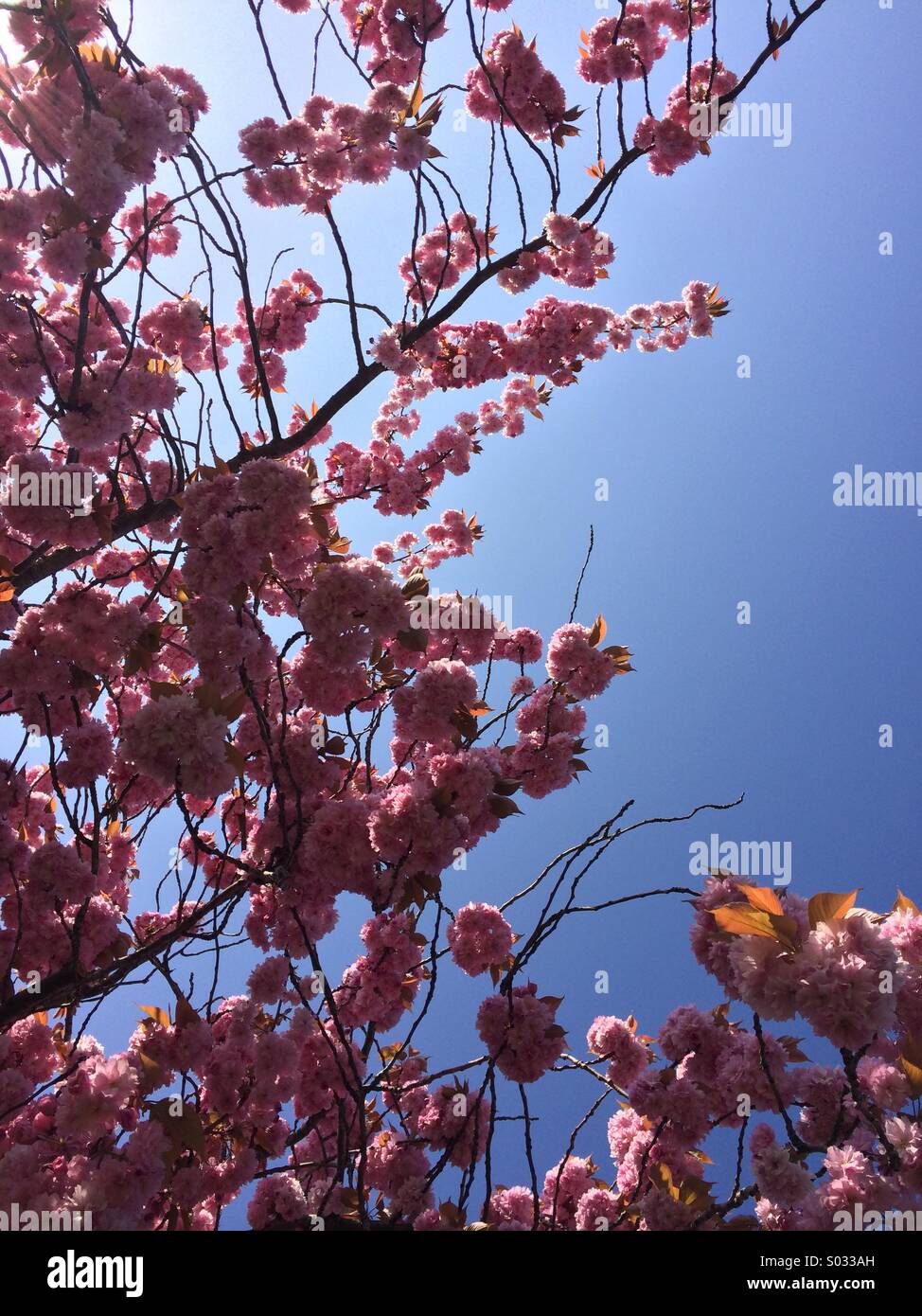 Blossom branches against a blue sky Stock Photo
