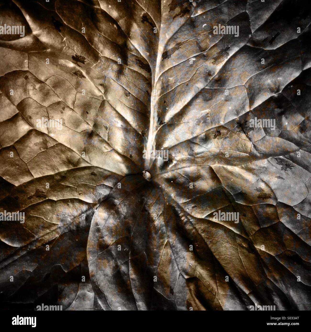 Metal Leaf Variations Stock Photo Alamy
