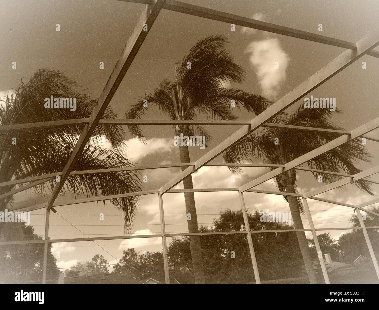 Palm trees through a patio screen in Florida - Smartphone Captured Stock Image Palm trees through a patio screen in Florida - Smartphone Captured Stock Image