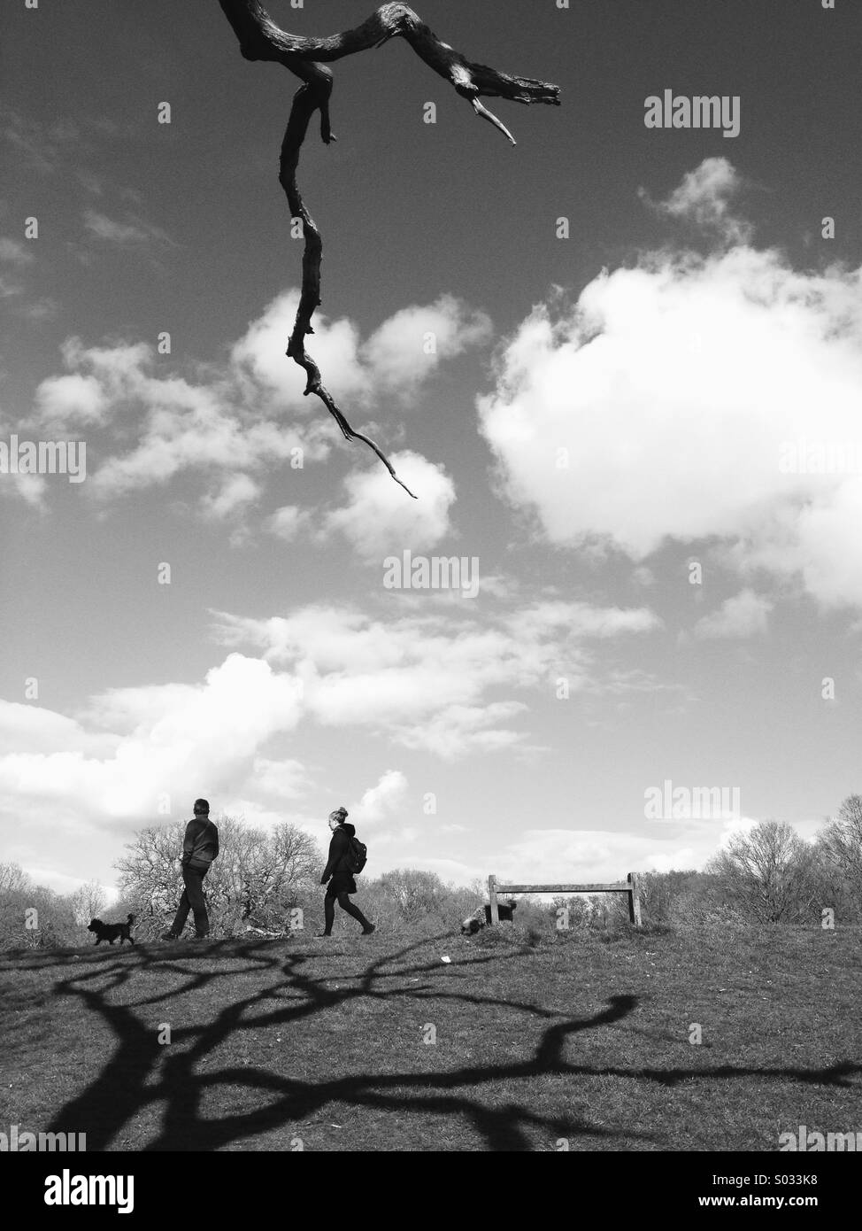 Couple walking in the park with two dogs,Southampton - Smartphone Captured Stock Image