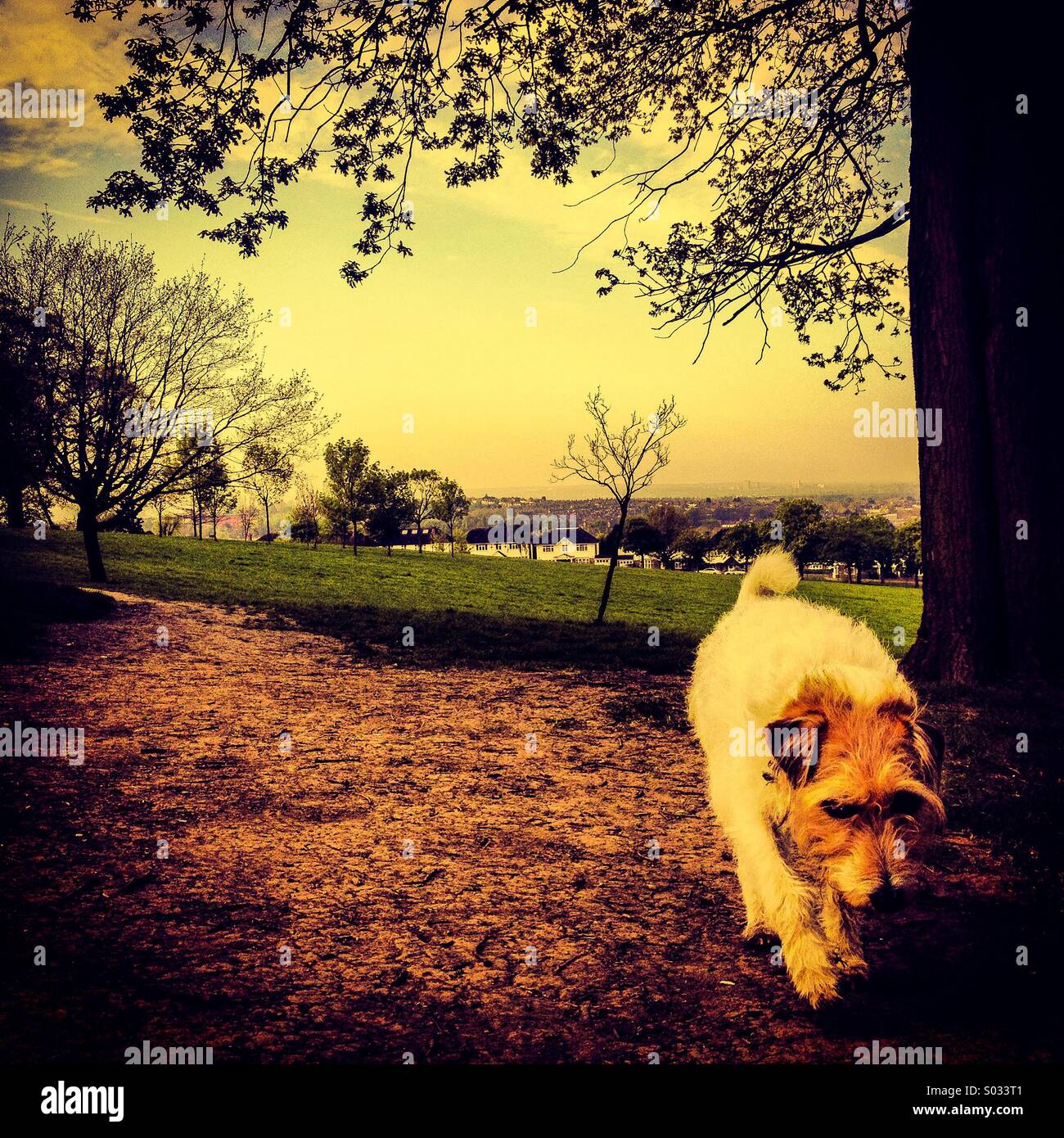Dog plodding along path in park Stock Photo