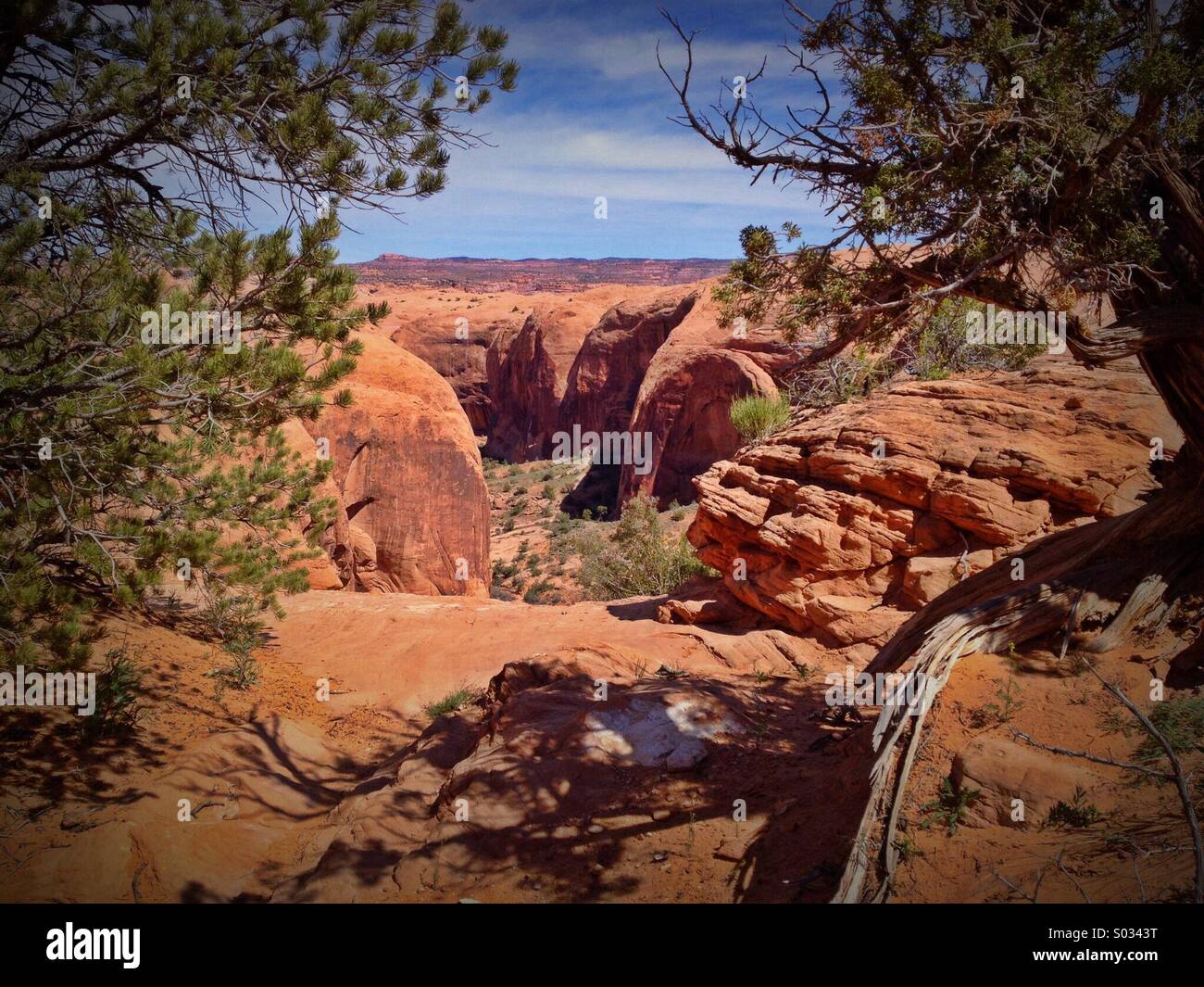 A canyon in Utah is framed by local shrubs - Smartphone Captured Stock Image