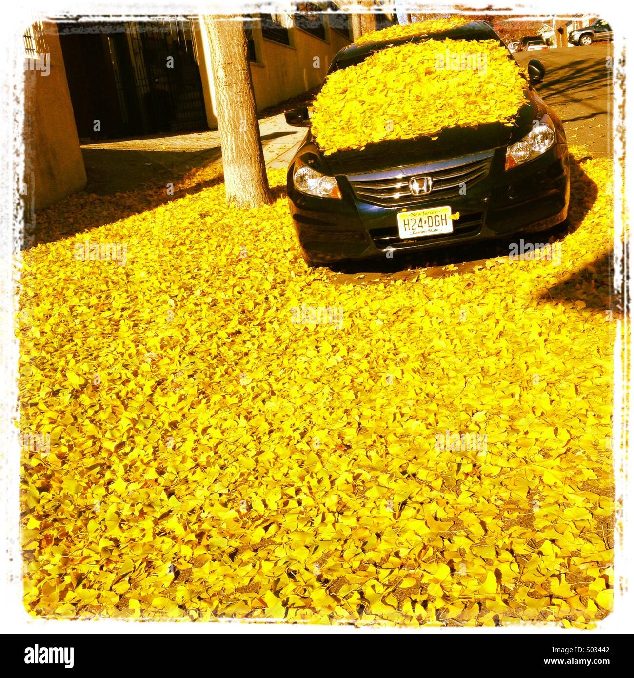 Automobile covered with yellow ginkgo leaves in autumn - Smartphone Captured Stock Image