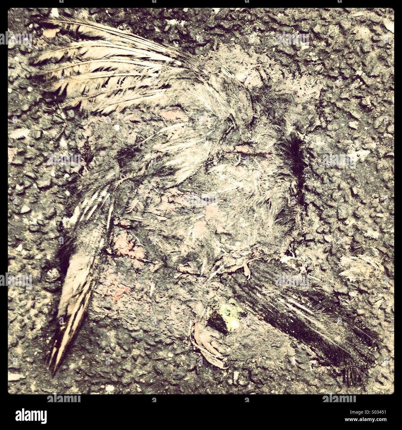 Remains of pigeon flattened by automobile tires in Street - Smartphone Captured Stock Image