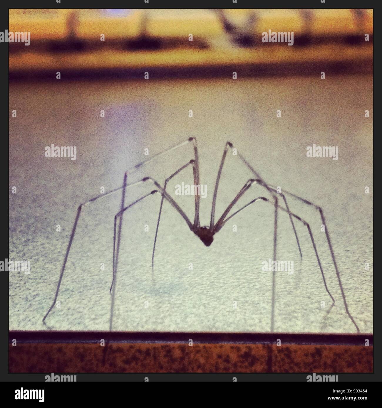 Delicate male spider on edge of desk - Smartphone Captured Stock Image