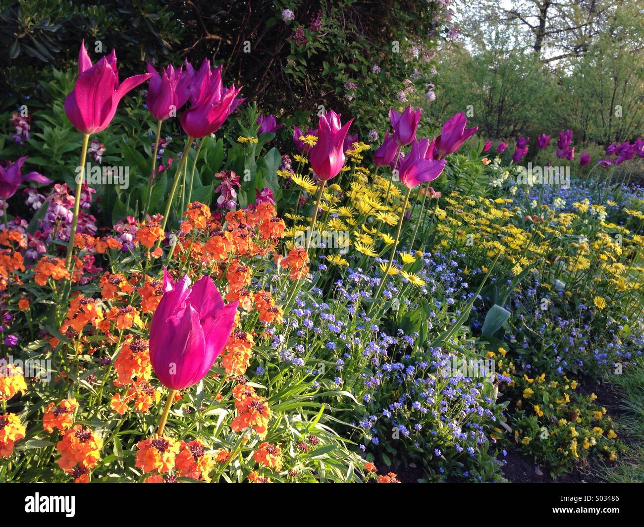 Spring flowers in the park. Stock Photo