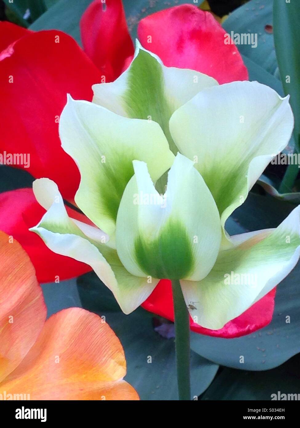 Tulips green and white hybrids with red and yellow flowers behind - Smartphone Captured Stock Image