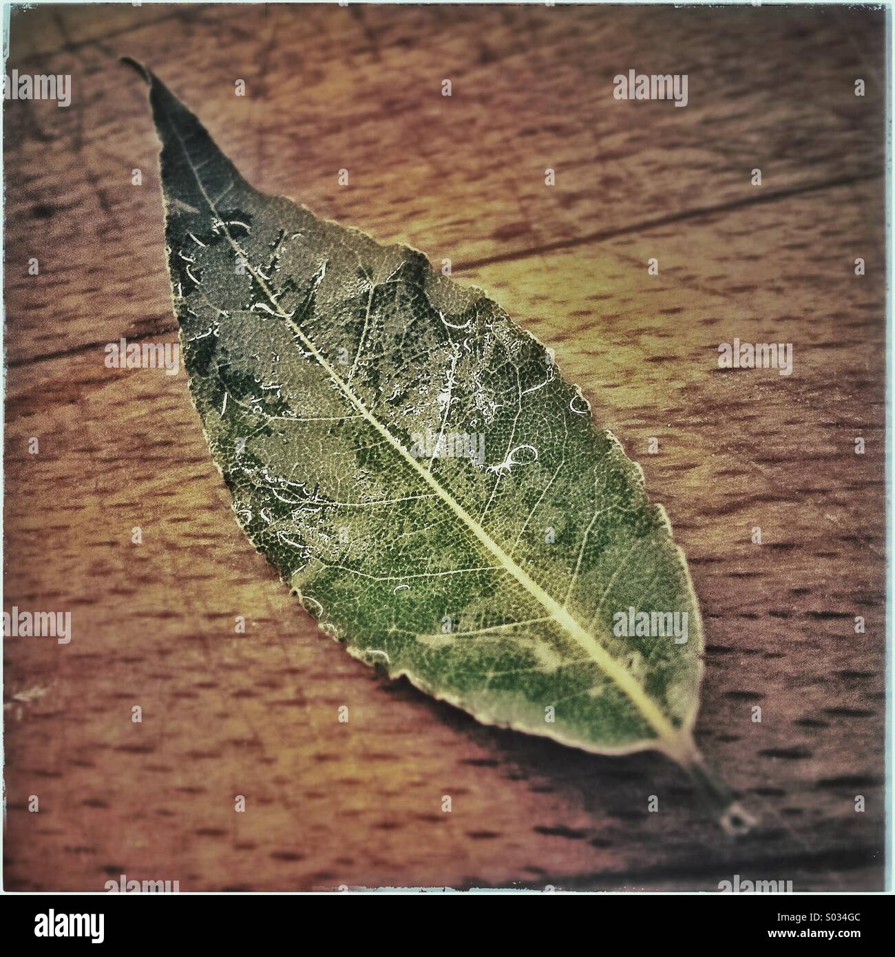 Dried bay leaf Stock Photo