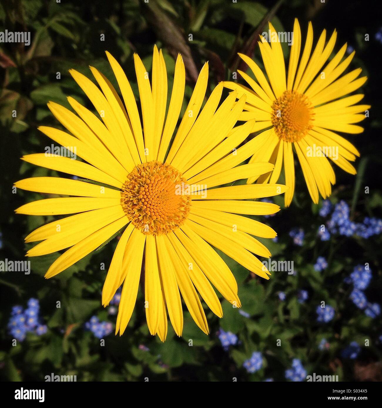 Doronicum Stock Photo