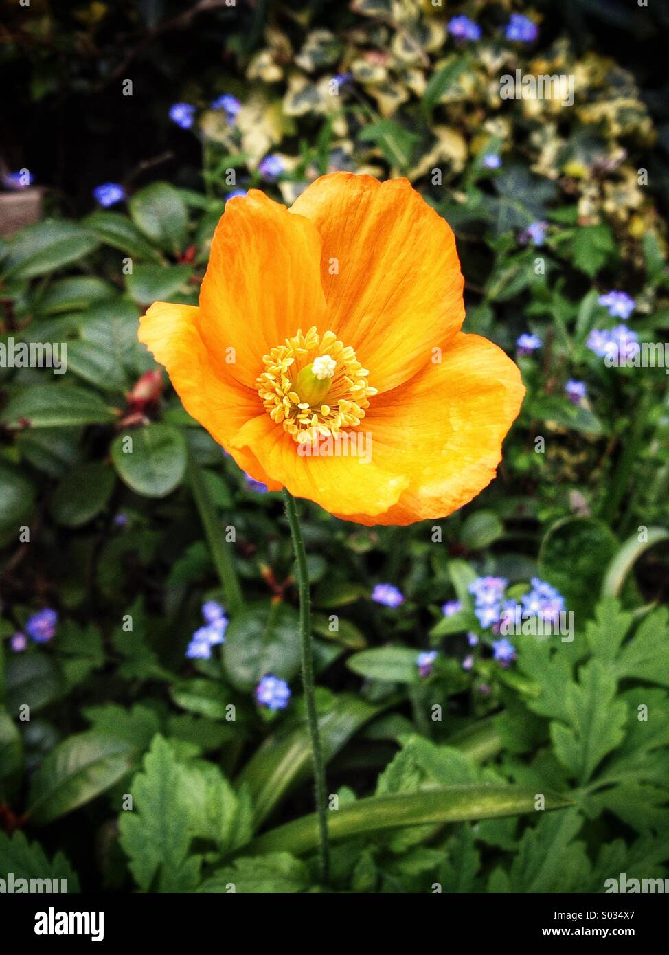 Welsh Poppy - Smartphone Captured Stock Image