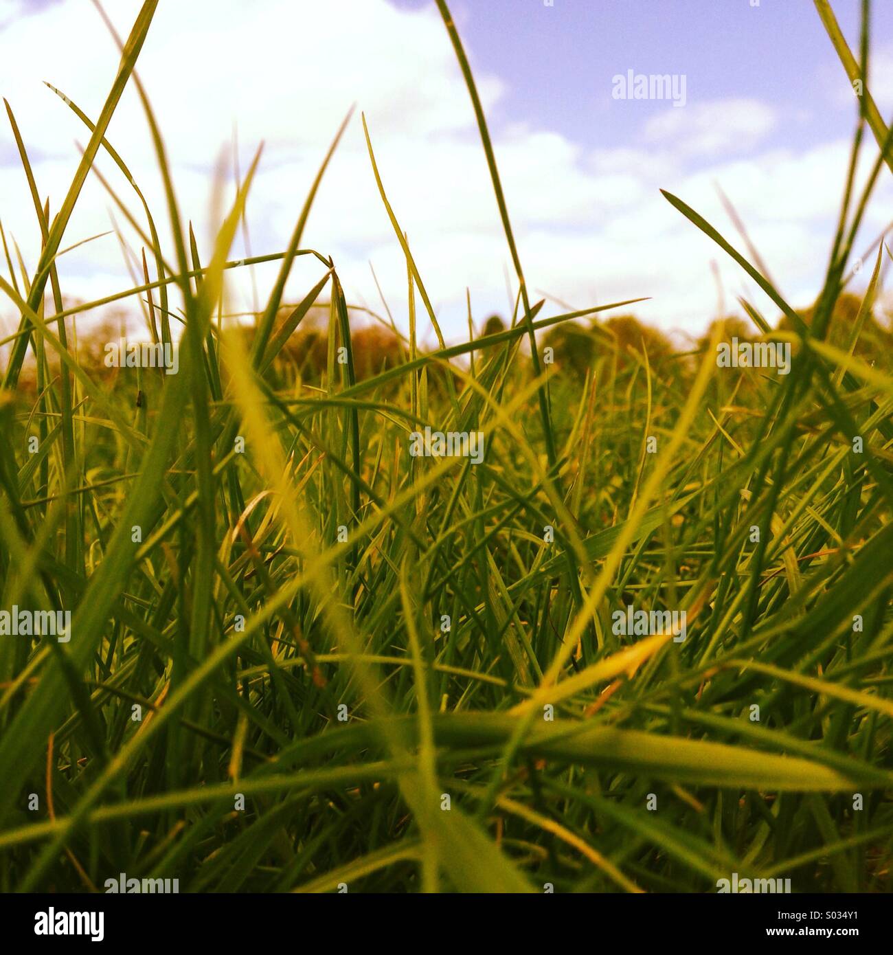 Grass close up Stock Photo