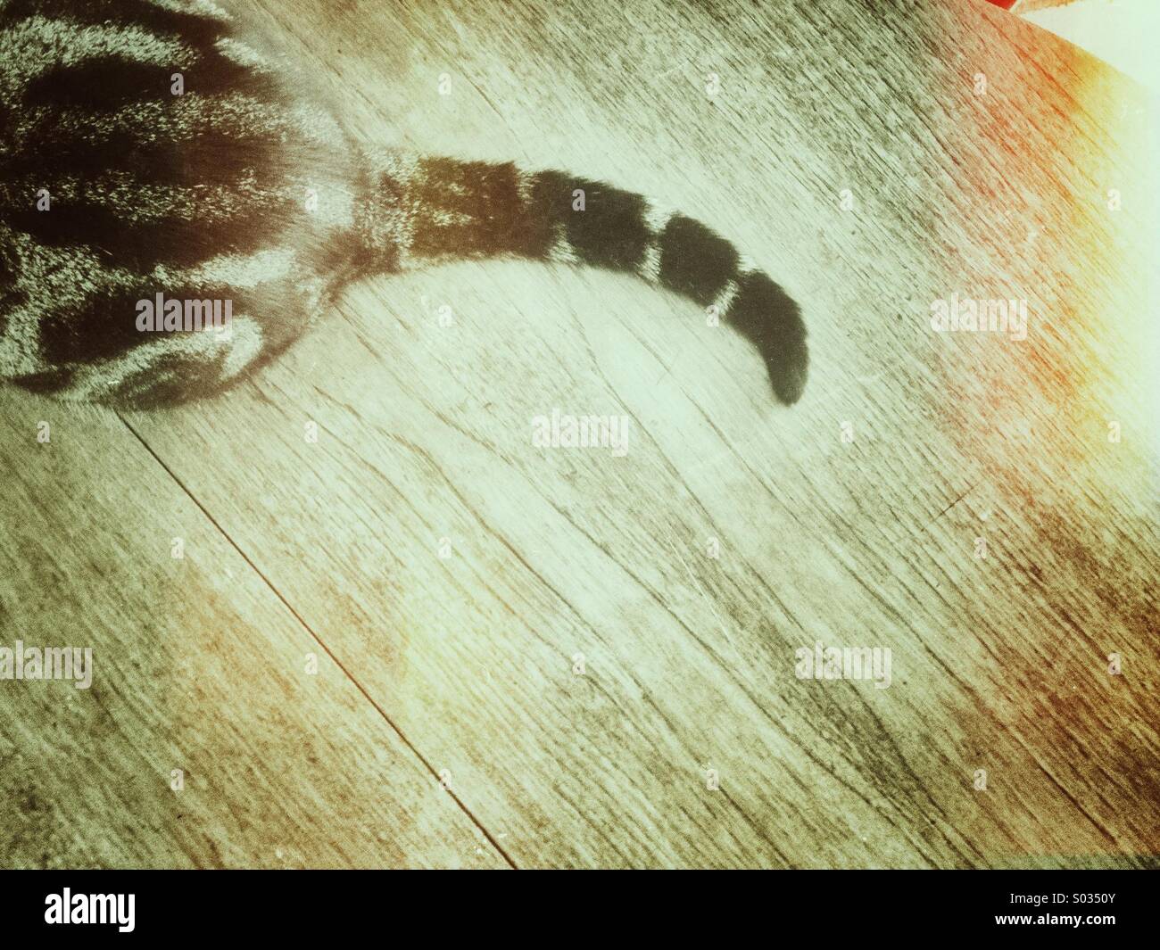 Cat's tail with grunge effect and copy space. - Smartphone Captured Stock Image
