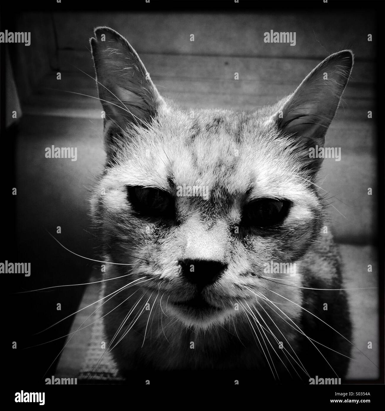 Cat portrait - Smartphone Captured Stock Image