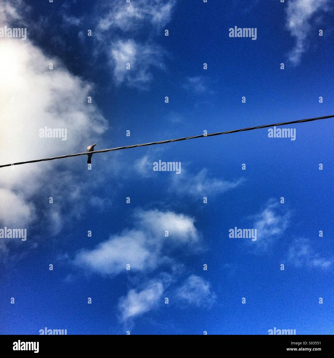 Bird perched on power line against a backdrop of blue sky and clouds during daytime - Smartphone Captured Stock Image