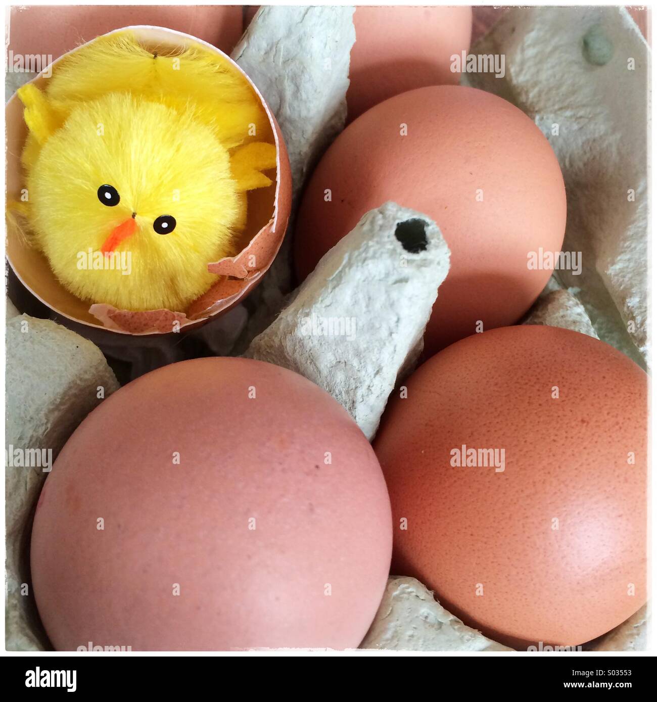 hatching chick egg toy