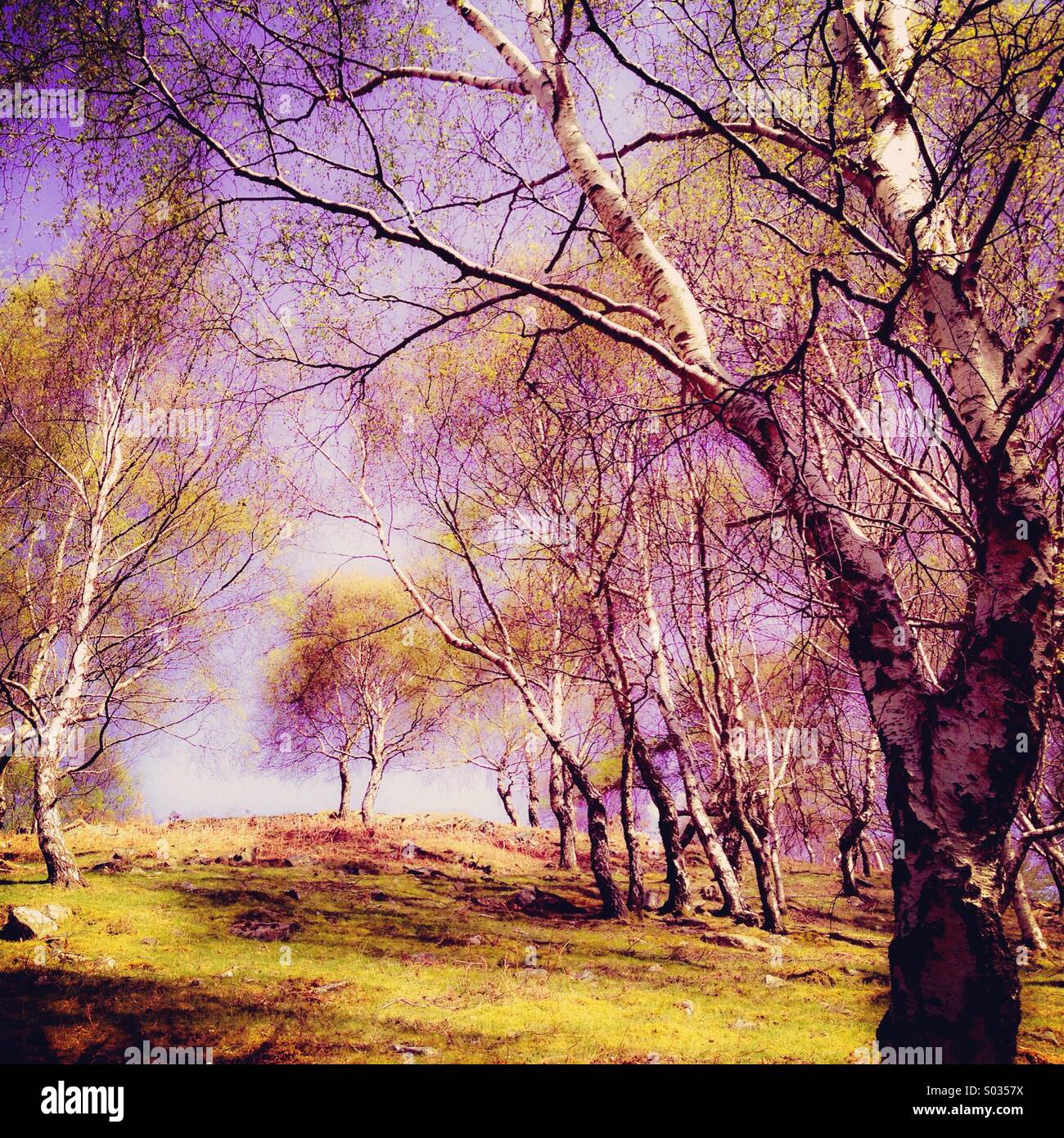Silver Birch woodland, Snowdonia, North Wales, UK. - Smartphone Captured Stock Image