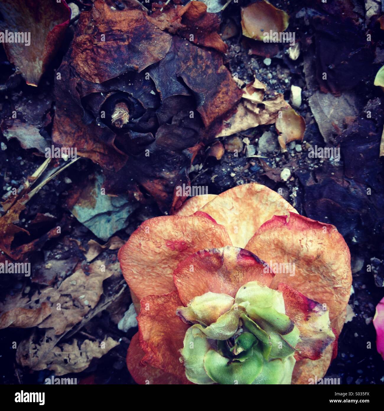 Winter still life with camelia flowers Stock Photo