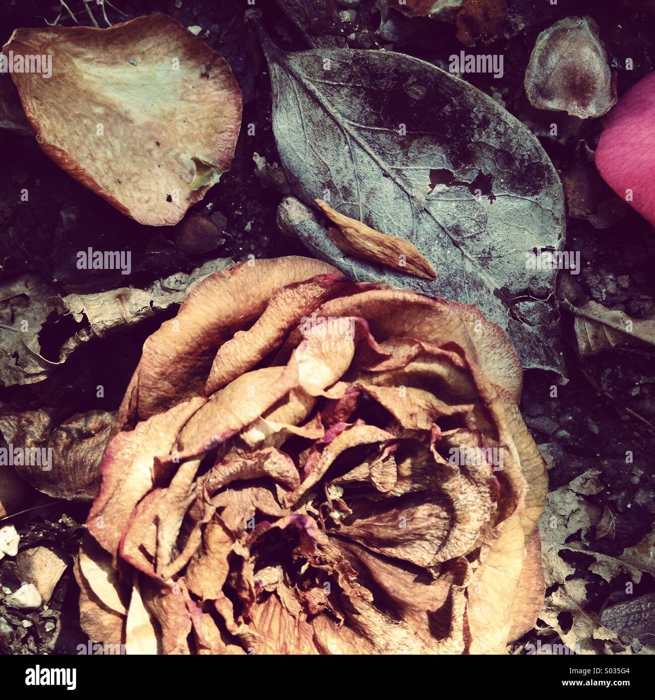 Winter still life with camelias and tree leafs Stock Photo