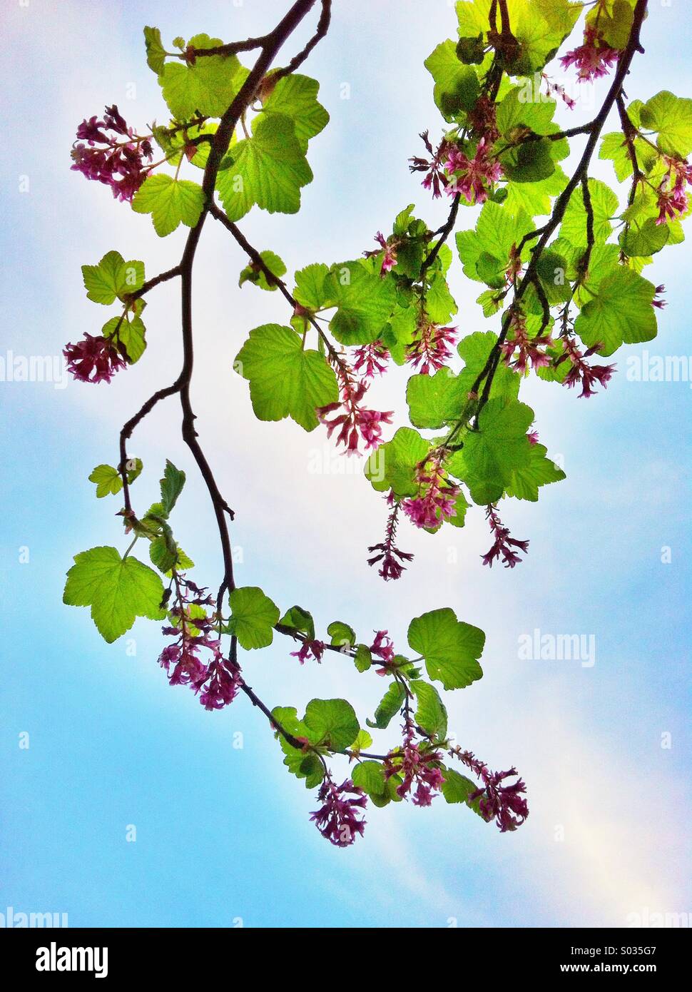 Green leaves pink flowers hi-res stock photography and images - Alamy