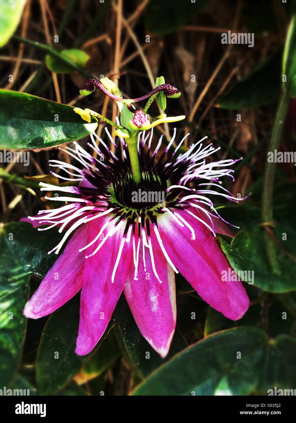 Passion fruit flower Stock Photo Alamy
