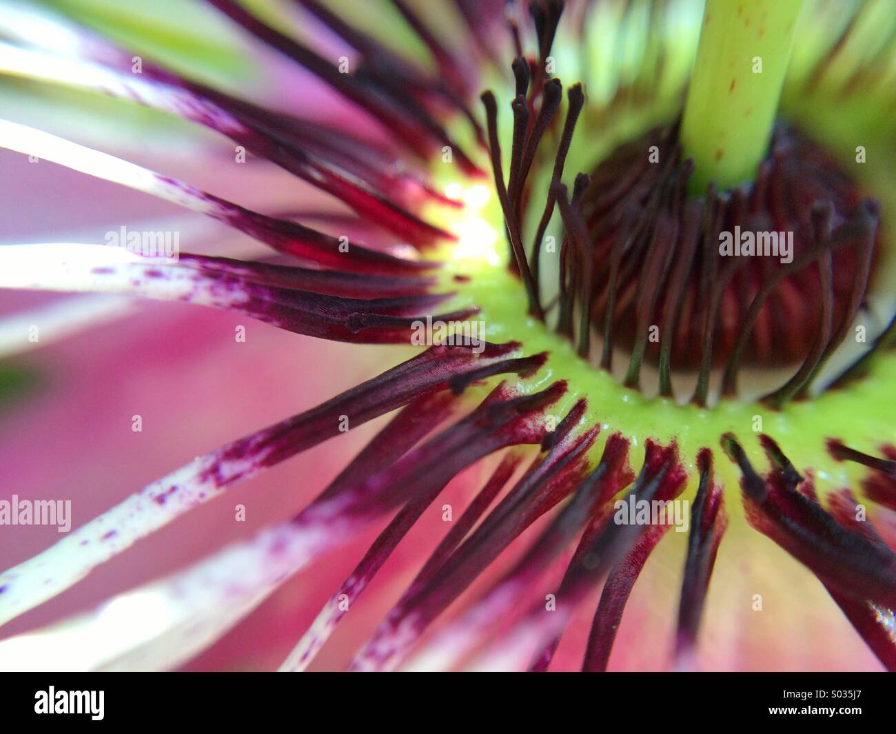 Macro of a passion fruit flower Stock Photo