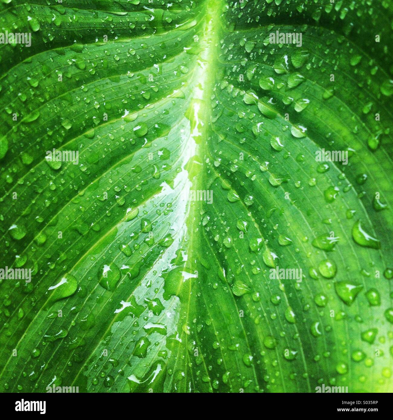 Wet plant covered with rain drops in Prado del Rey, Cadiz province, Andalusia, Spain - Smartphone Captured Stock Image