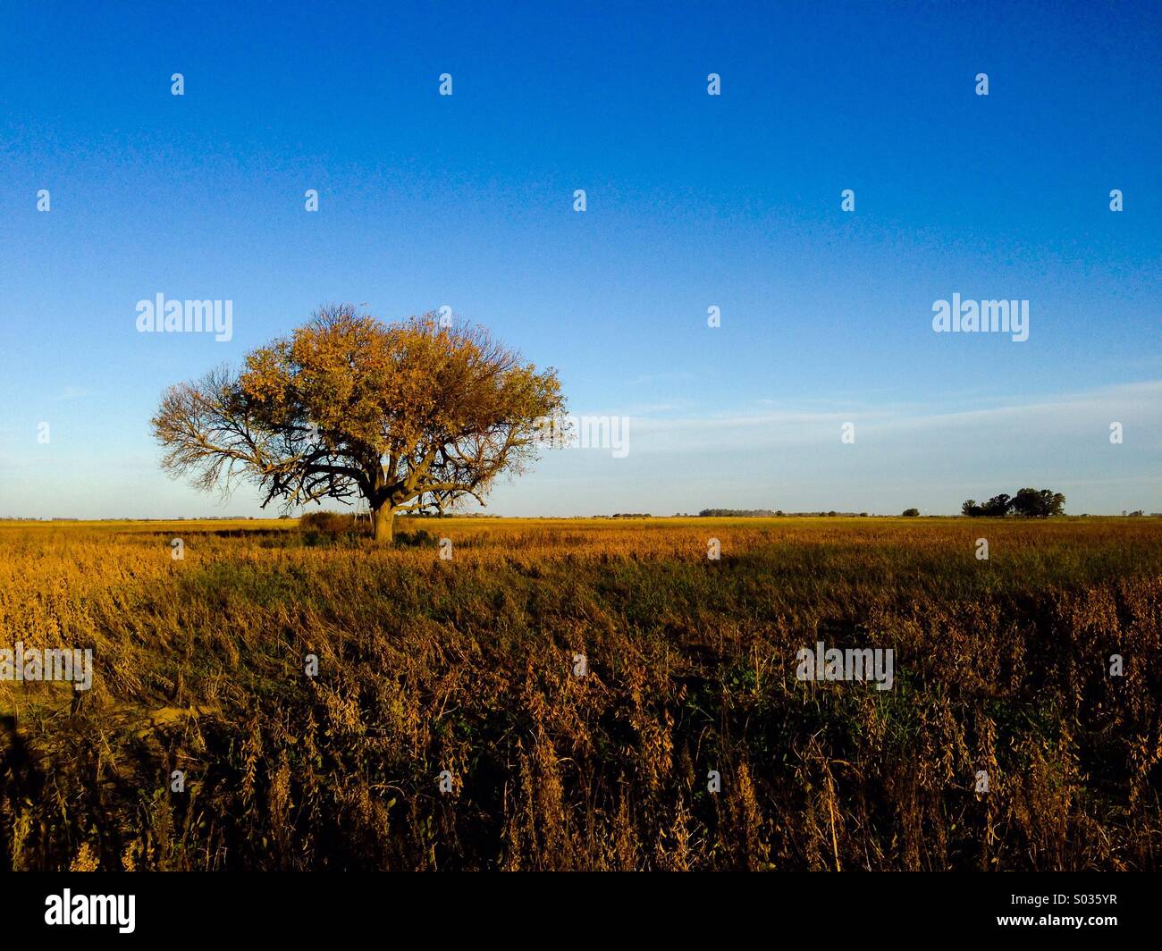 Lonely tree in the field - Smartphone Captured Stock Image