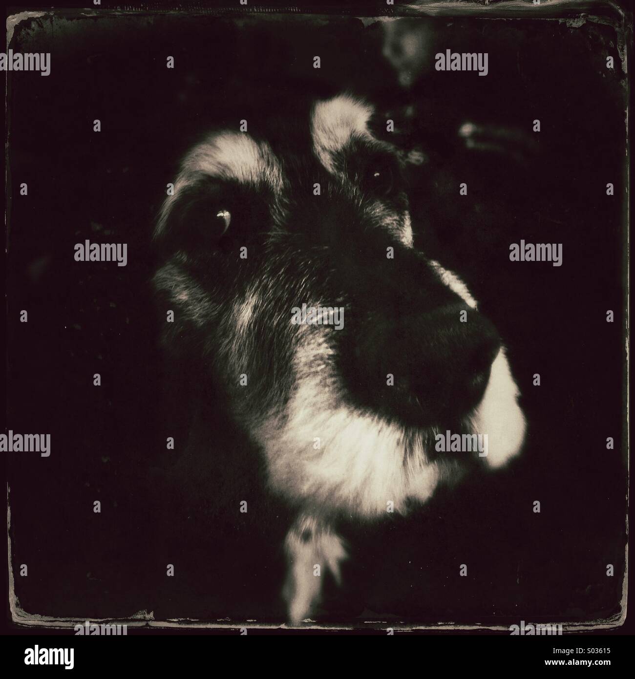 A dog with intense eyes - Smartphone Captured Stock Image