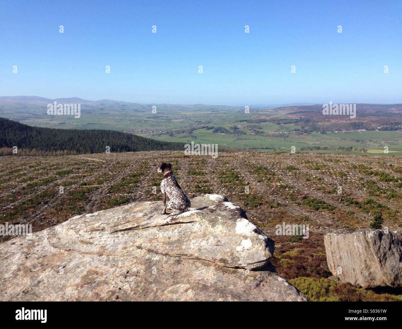 A German Shorthaired Pointer enjoying the view from Simonside. Stock Photo