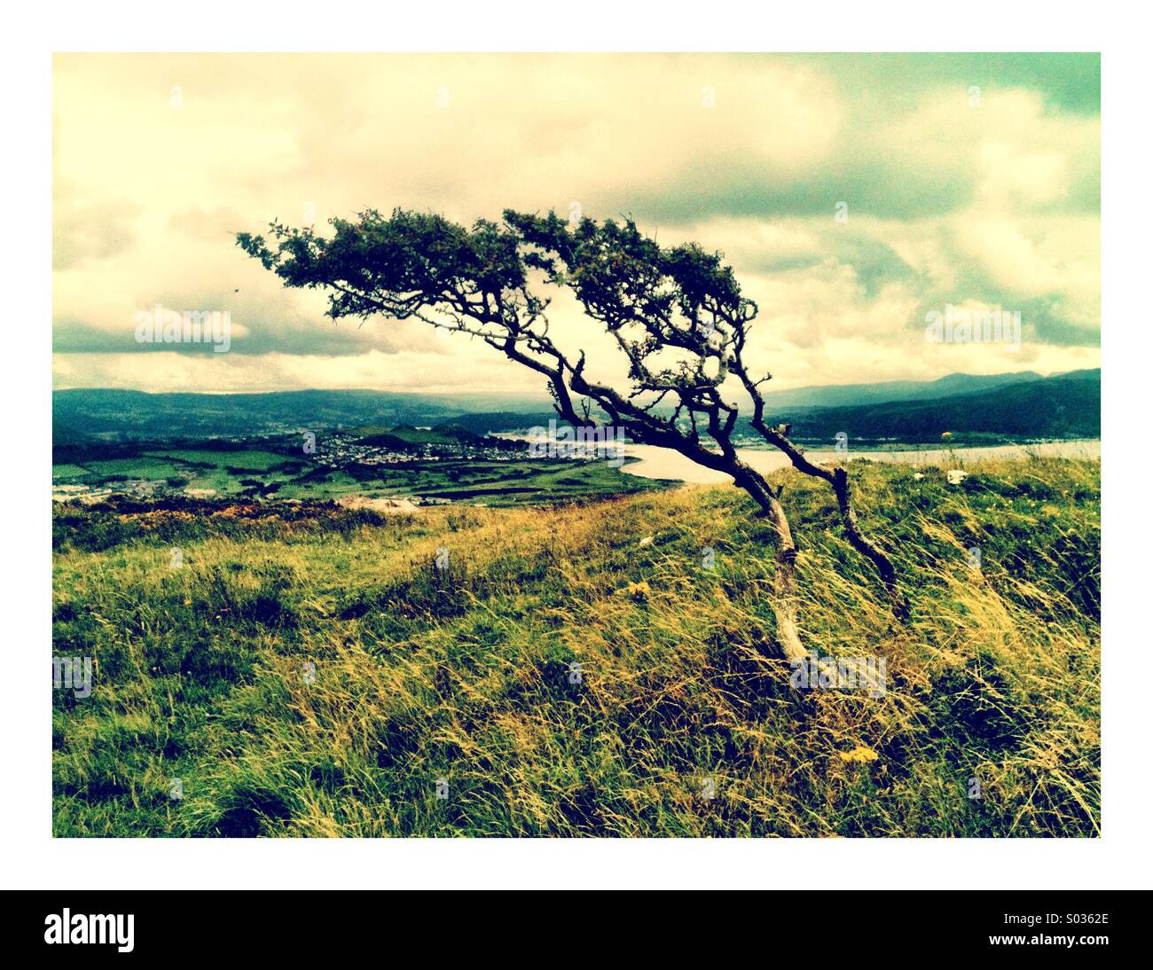 A tree on the Great Orme, Llandudno, Wales. - Smartphone Captured Stock Image A tree on the Great Orme, Llandudno, Wales. - Smartphone Captured Stock Image