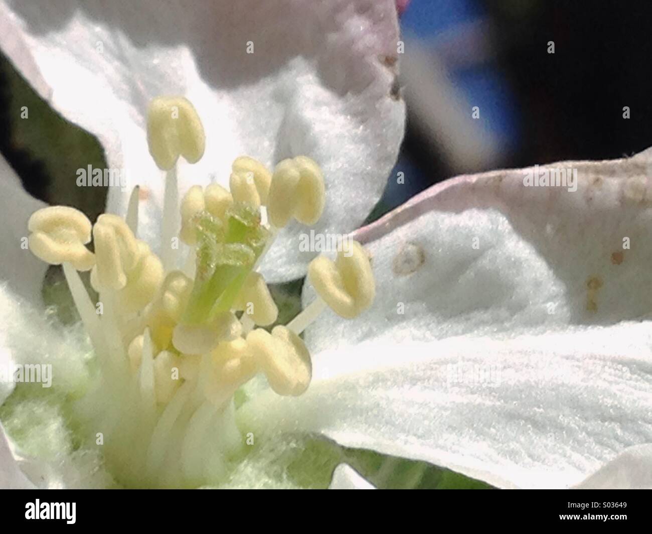 Spring - Smartphone Captured Stock Image