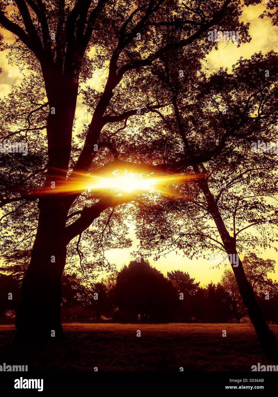Sunshine bursting through Oak trees Stock Photo Alamy