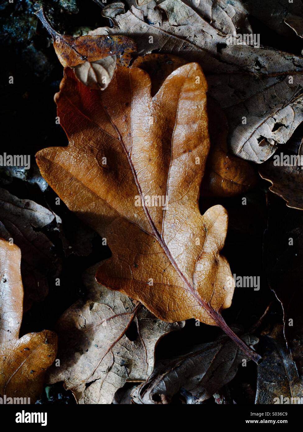 Autumn Leaf Stock Photo