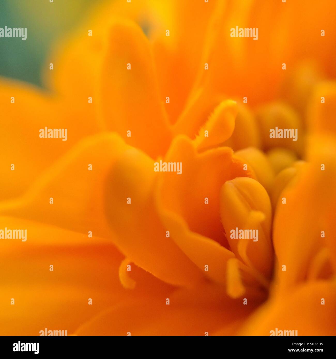 Macro of an orange marygold flower Stock Photo