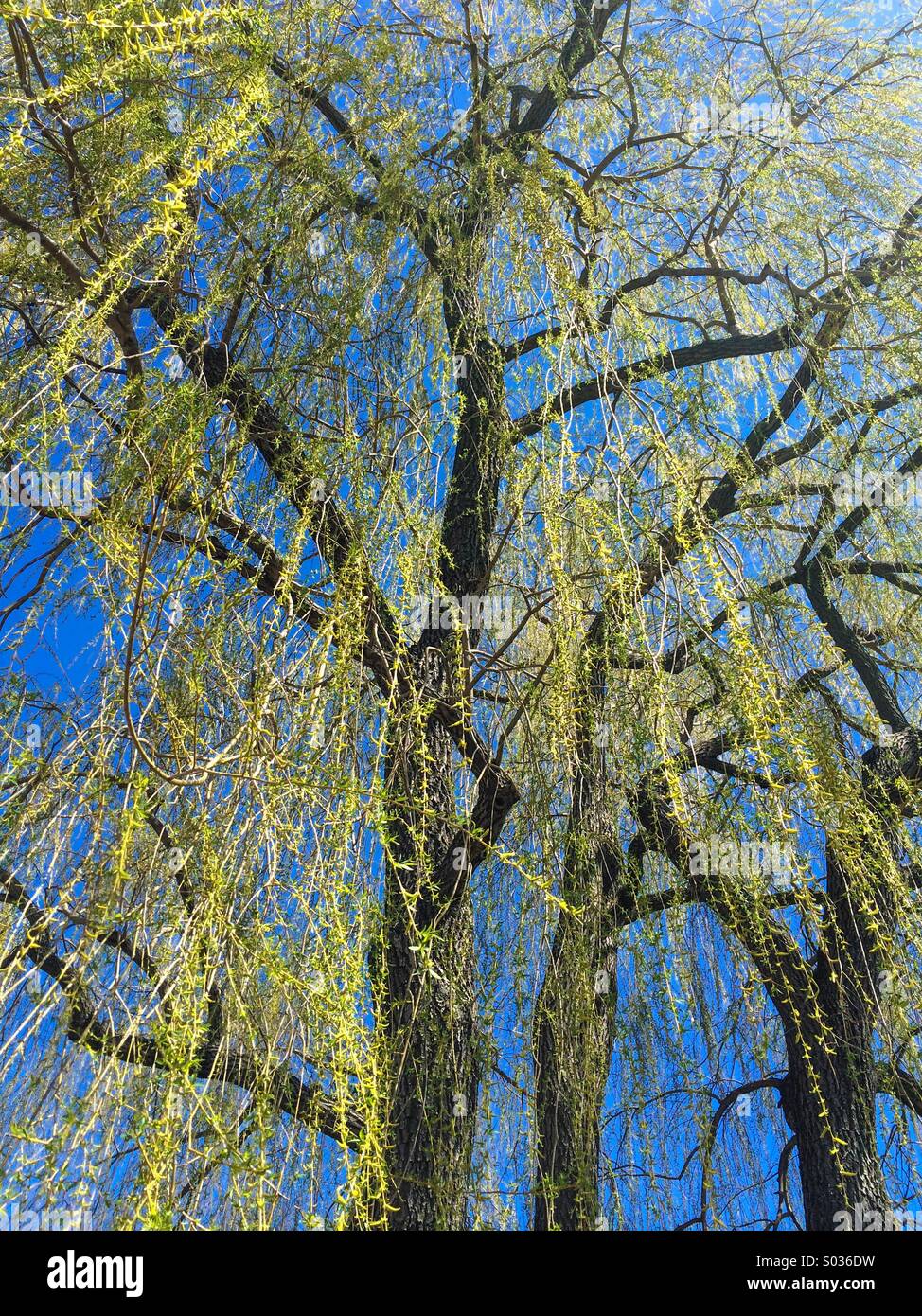 Weeping willow tree Stock Photo